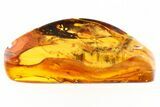 Detailed Fossil Dance Fly (Hybotidae) In Baltic Amber #284592-1